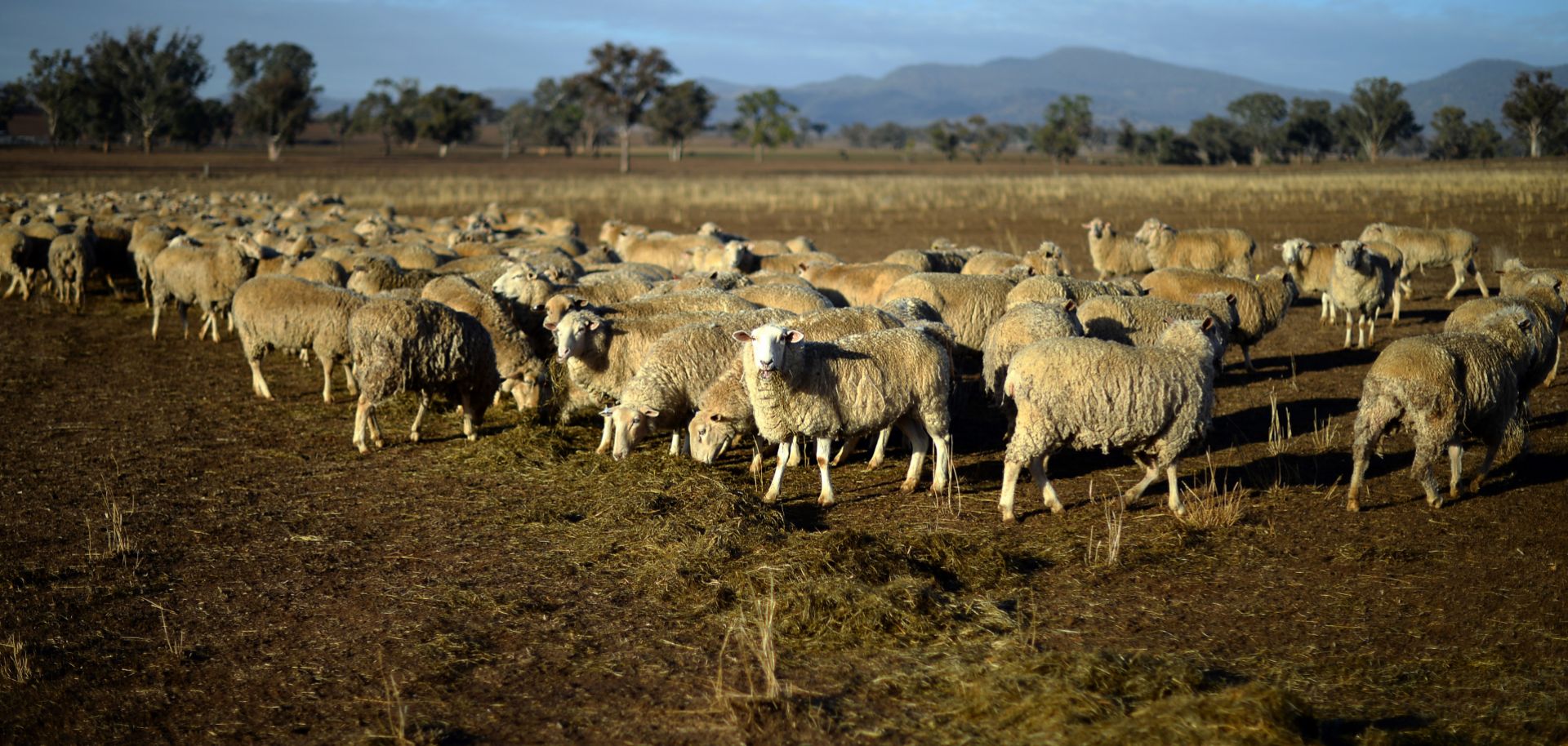 This photo taken on Aug. 7 shows sheep grazing on a dry paddock in the drought-hit area of Duri in New South Wales.