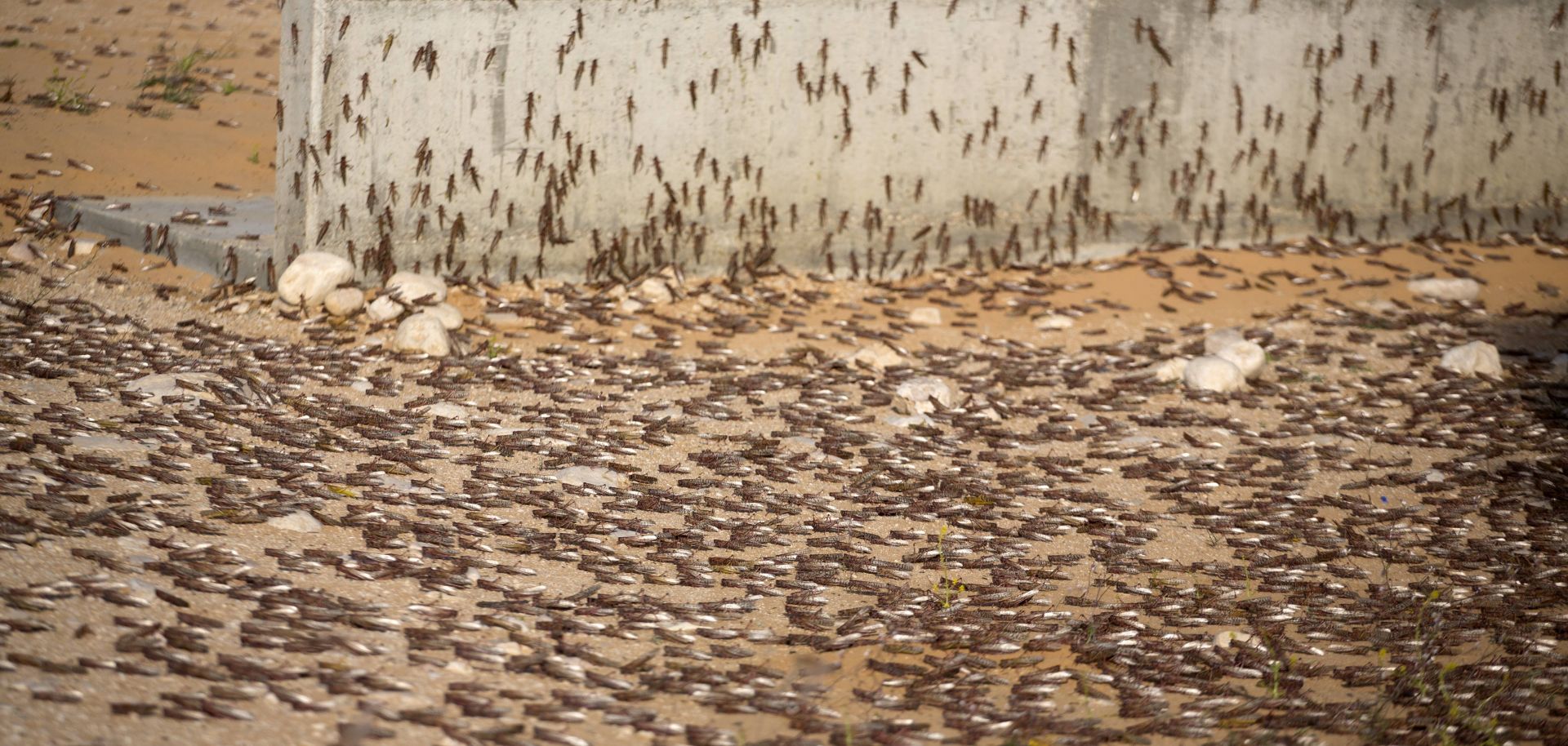 Locusts cluster on the ground.