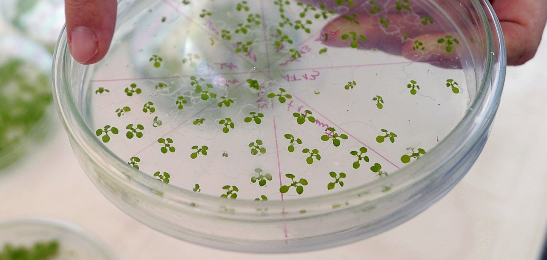 Genetically modified plants are shown in an Argentinian biotechnology lab northwest of Buenos Aires.